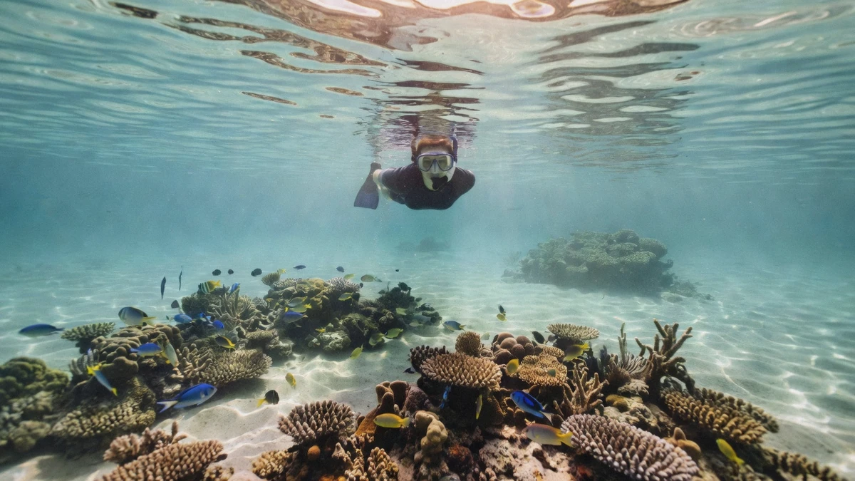 A single snorkeler floating over a shallow Cozumel reef in exceptionally clear turquoise water during the best time to snorkel in Cozumel