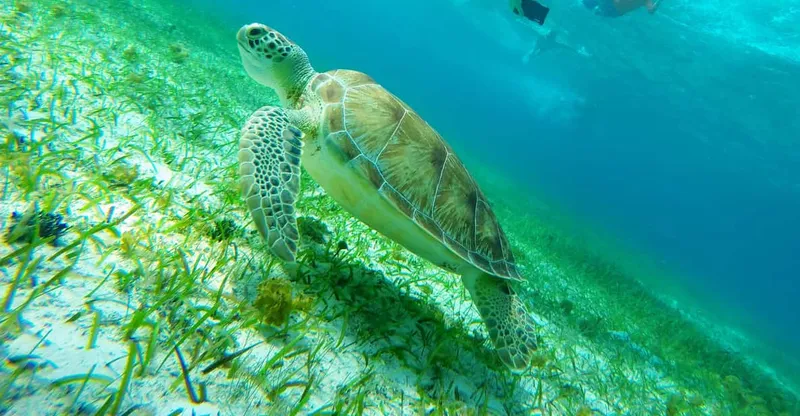 A starfish resting on the sandy seabed in shallow turquoise water on a Cozumel snorkeling tour at El Cielo and Turtle Bay