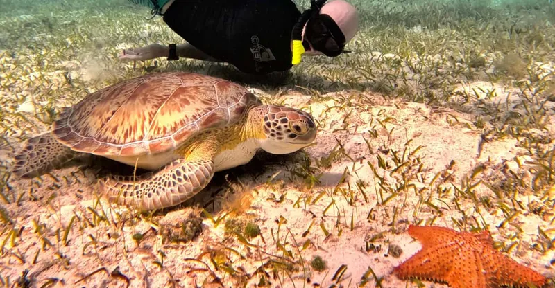 A green sea turtle gliding over the reef watched by a snorkeler on the Cozumel turtle sanctuary snorkeling tour